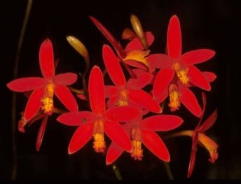 Laelia (milleri x sincorana) - Dr. Bill's Orchids, LLC