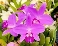 Laelia (milleri x sincorana) - Dr. Bill's Orchids, LLC