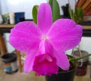 Laelia pumila (primor x rincao) - Dr. Bill's Orchids, LLC