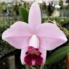 Laelia pumila vinicolor x self - Dr. Bill's Orchids, LLC