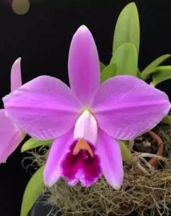 Laelia Pumitrans x Blc Chunyeah - Dr. Bill's Orchids, LLC