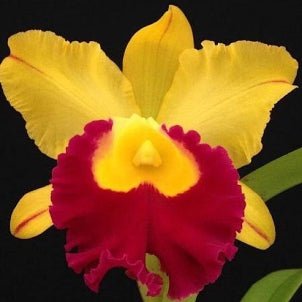 Laelia Pumitrans x Blc Chunyeah - Dr. Bill's Orchids, LLC