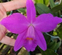 Laelia (pumitrans x jongheana) - Dr. Bill's Orchids, LLC