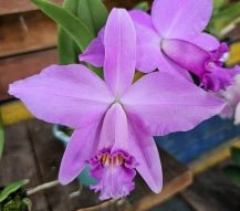 Laelia (pumitrans x jongheana) - Dr. Bill's Orchids, LLC