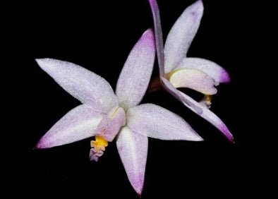 Laelia regianae x Encyclia fowlei - Dr. Bill's Orchids, LLC