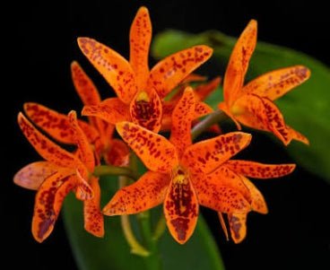 Laelia rupestris x Guar. aurantiaca 'Mishima Spots' - Dr. Bill's Orchids, LLC