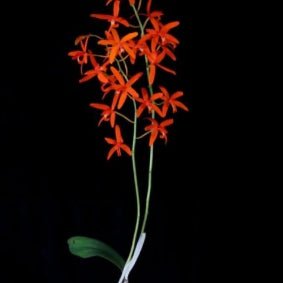 Laelia sanguiloba - Dr. Bill's Orchids, LLC