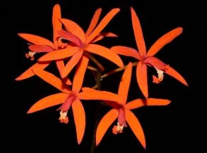 Laelia sanguiloba - Dr. Bill's Orchids, LLC