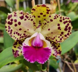 Laelia tenebrosa x Blc. Durigan Gemini - Dr. Bill's Orchids, LLC
