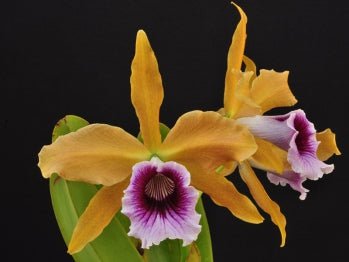 Laelia tenebrosa x Blc. Durigan Gemini - Dr. Bill's Orchids, LLC