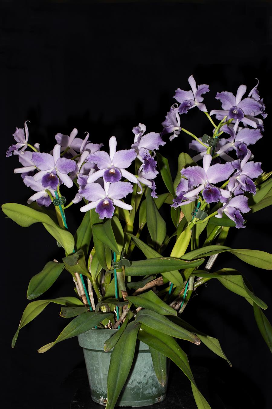 Lc. Mary Elizabeth Bohn 'Royal Flare' AM/AOS - Dr. Bill's Orchids, LLC
