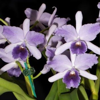Lc. Mary Elizabeth Bohn 'Royal Flare' AM/AOS - Dr. Bill's Orchids, LLC