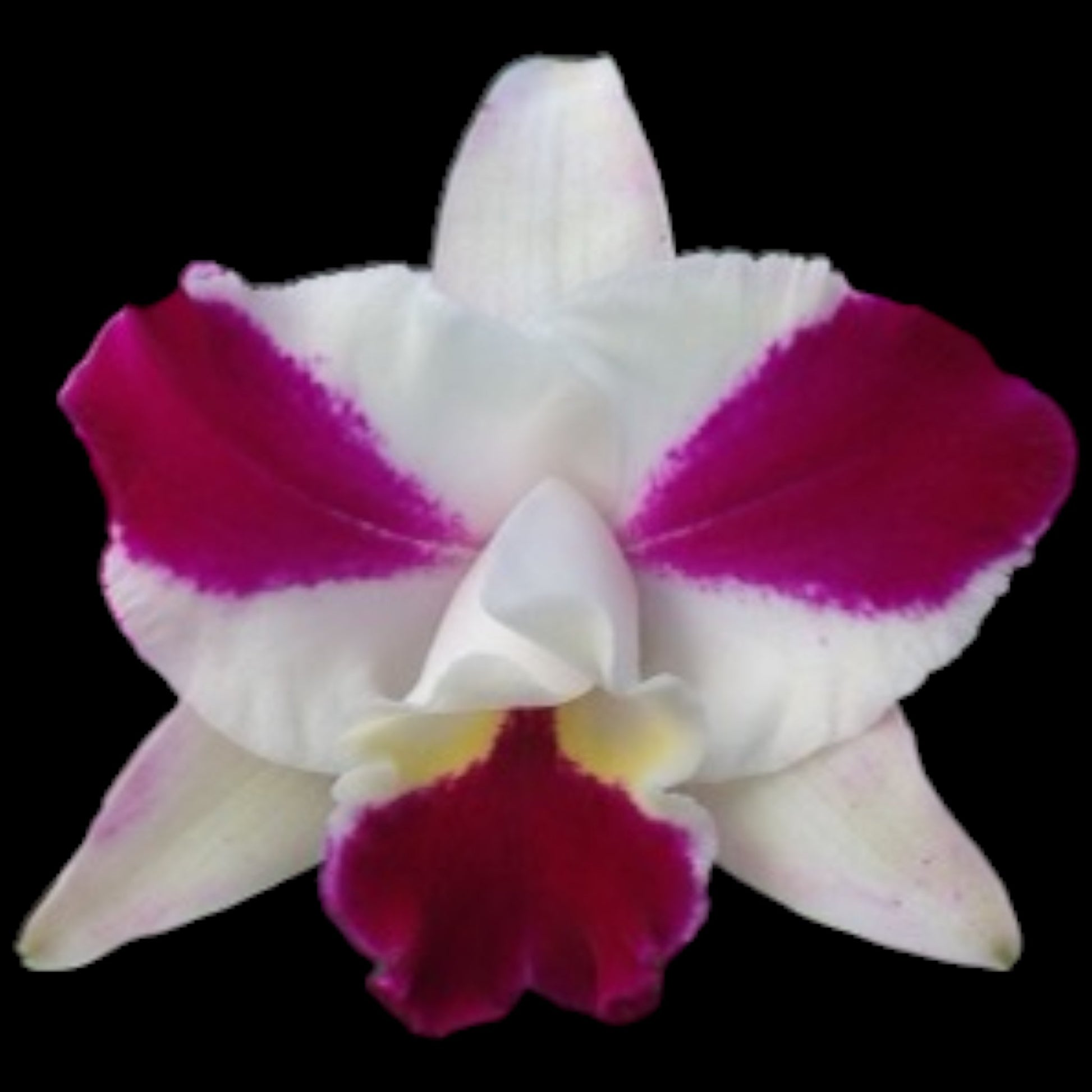 Lc. Purple Cascade 'Sweet Beauty' - Dr. Bill's Orchids, LLC