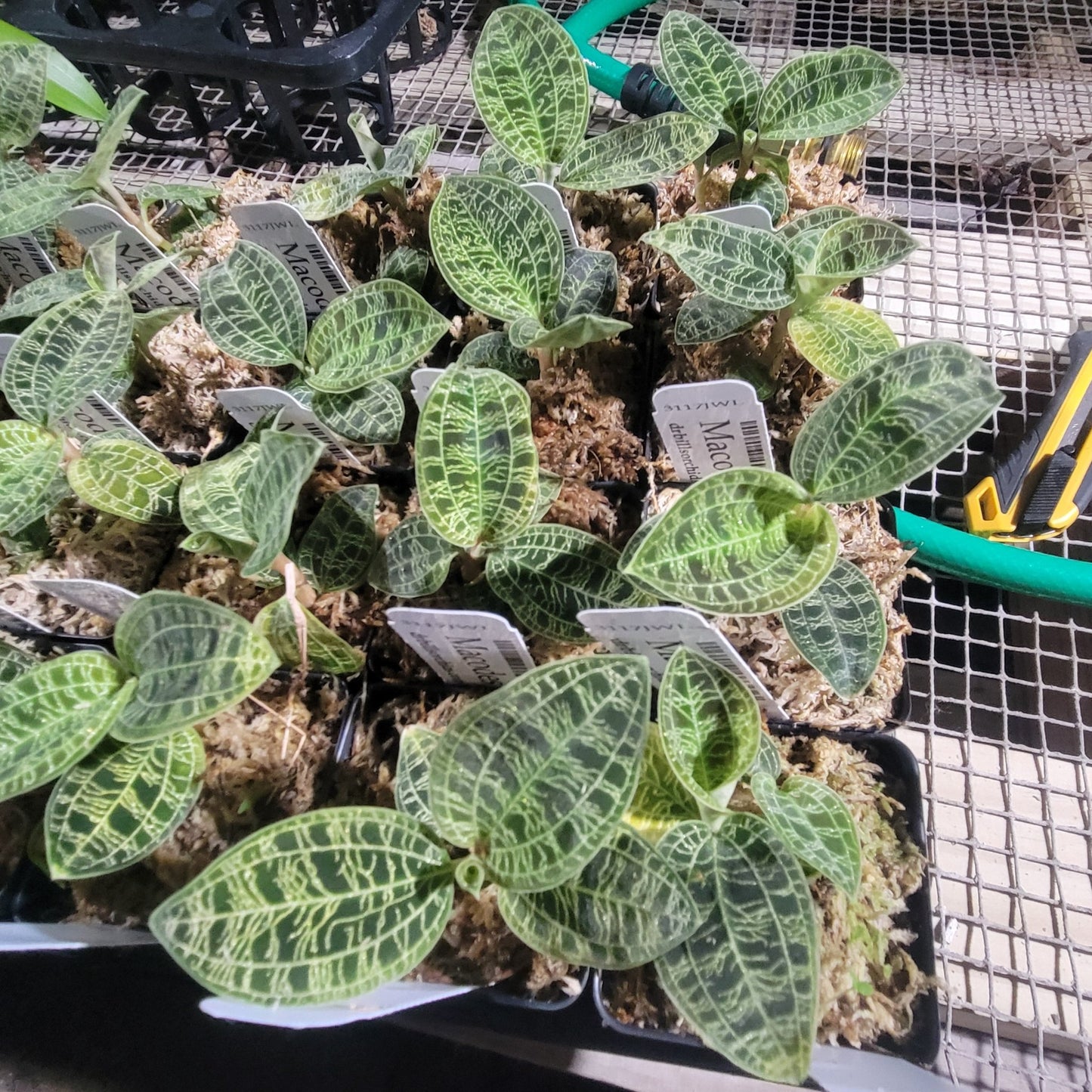 Macodes petola - Dr. Bill's Orchids, LLC