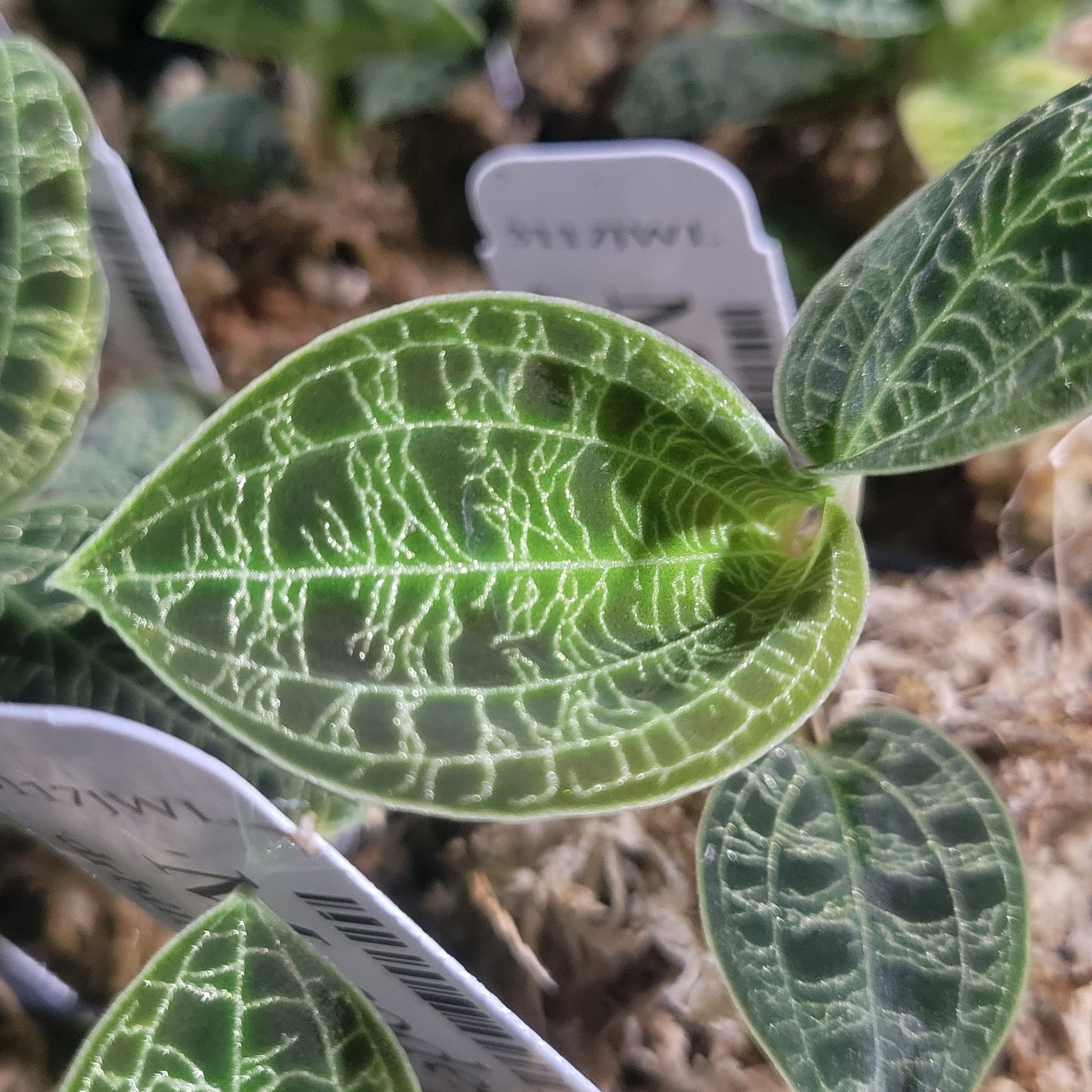 Macodes Petola (Green Jewel Orchid) - Dr. Bill's Orchids, LLC