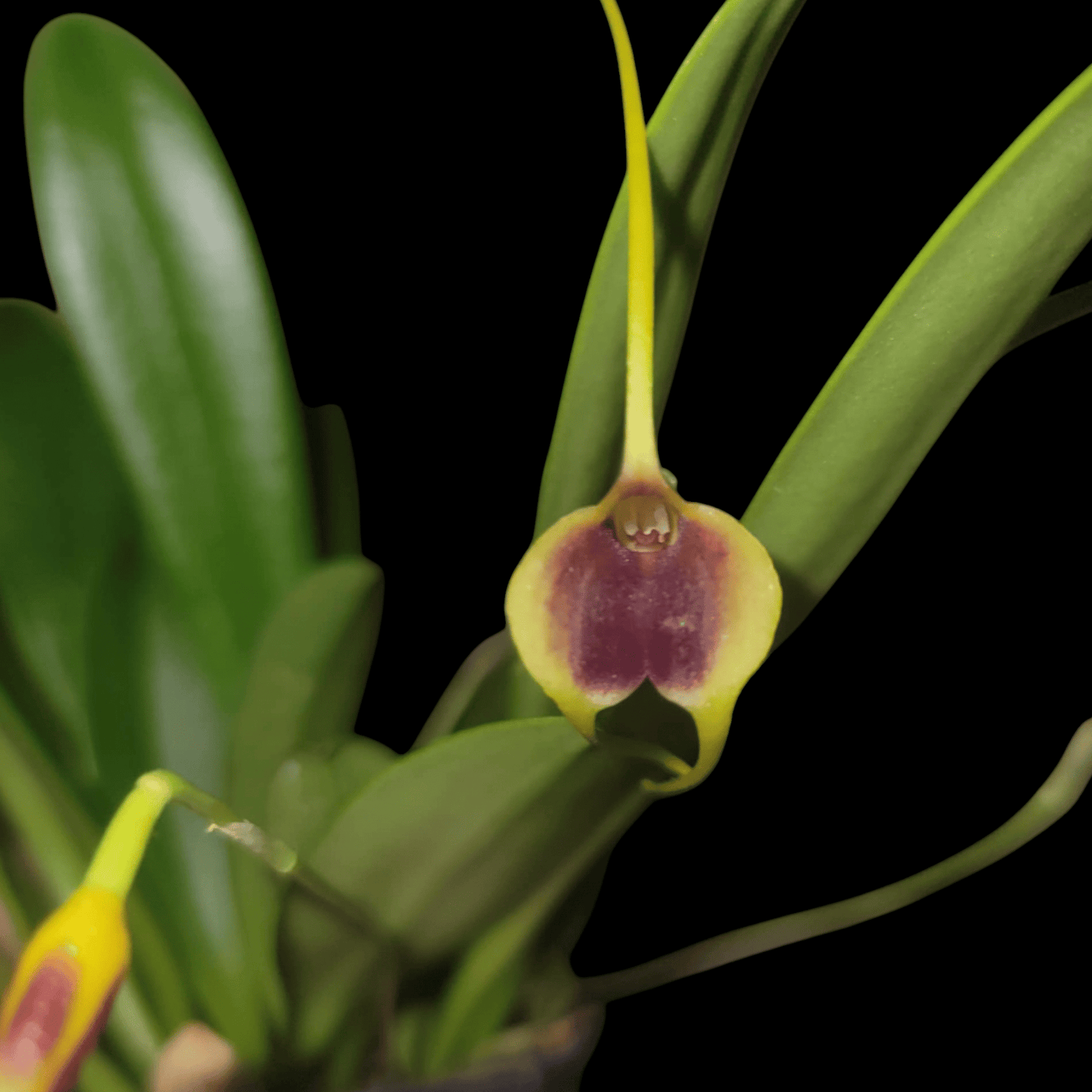 Masdevallia lata - Dr. Bill's Orchids, LLC