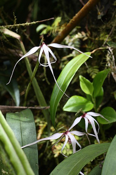 Maxillaria ecuadorensis - Dr. Bill's Orchids, LLC