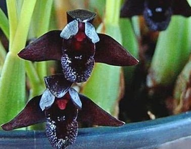 Maxillaria schunkeana - Dr. Bill's Orchids, LLC