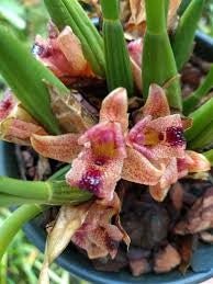 Maxillaria subulata - Dr. Bill's Orchids, LLC