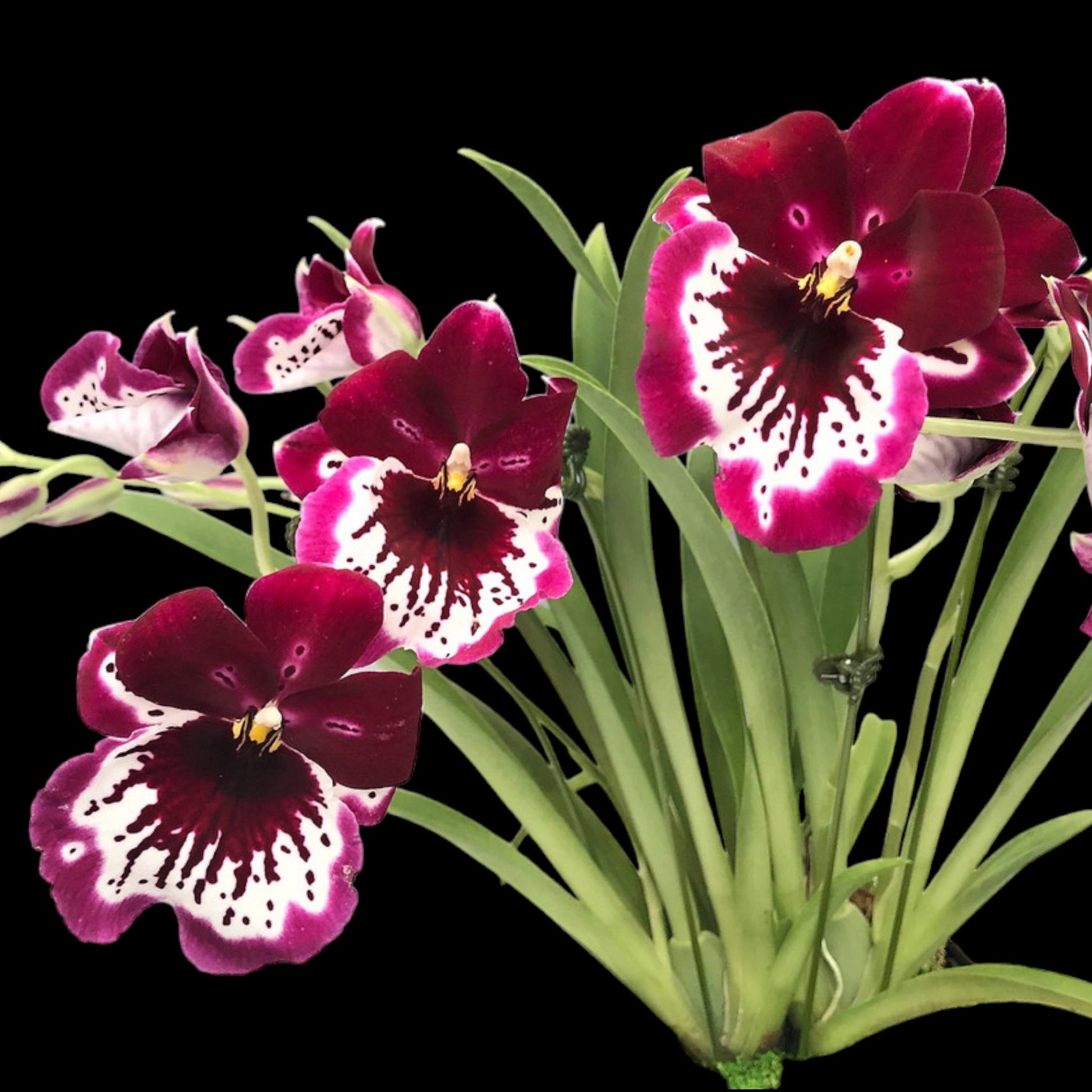 Milt. Lennart Karl Gottling 'Red Rim' - Dr. Bill's Orchids, LLC