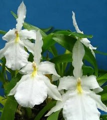 Miltonia moreliana (alba x dark) - Dr. Bill's Orchids, LLC