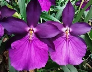 Miltonia moreliana (alba x dark) - Dr. Bill's Orchids, LLC