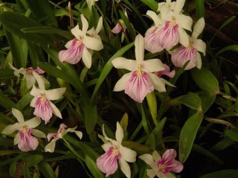 Miltonia spectabilis semi alba - Dr. Bill's Orchids, LLC