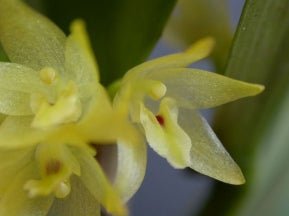 Octomeria crassifolia (syn densiflora) - Dr. Bill's Orchids, LLC
