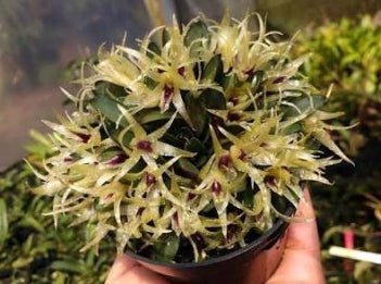 Octomeria estrellensis - Dr. Bill's Orchids, LLC