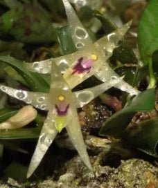 Octomeria estrellensis - Dr. Bill's Orchids, LLC