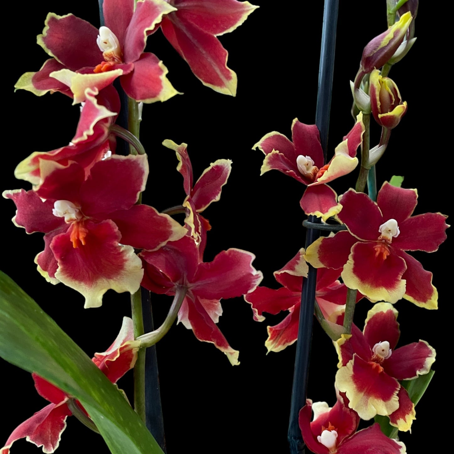 Oip. Crimson Pride - Dr. Bill's Orchids, LLC