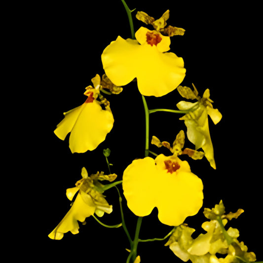 Onc. Saint Dawn Gold 'SD' - Dr. Bill's Orchids, LLC