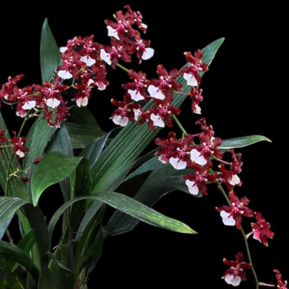 Onc. Sharry Baby 'Sweet Fragrance' AM/AOS - Dr. Bill's Orchids, LLC