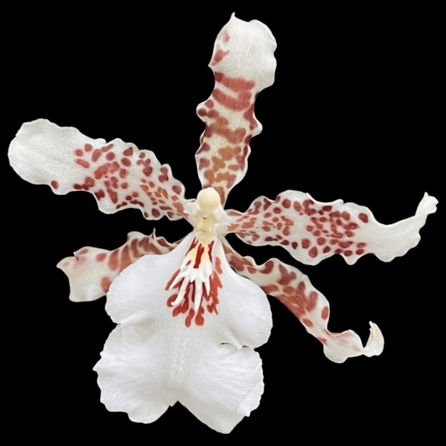 Onc. Speckle Spire 'Snowflake' - Dr. Bill's Orchids, LLC