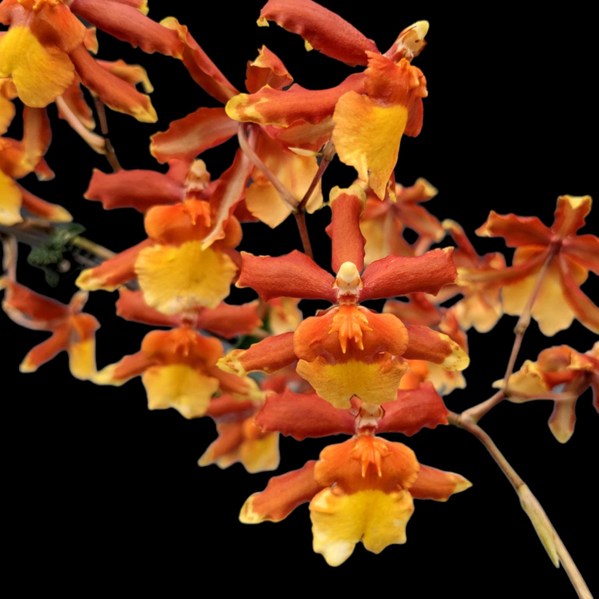 Onc. Sunny Daze 'Hilo Bay' - Dr. Bill's Orchids, LLC