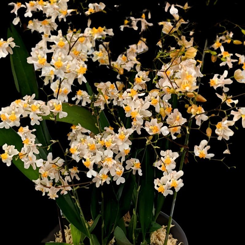 Onc. Tsiku Marguerite 'HOF' - Dr. Bill's Orchids, LLC