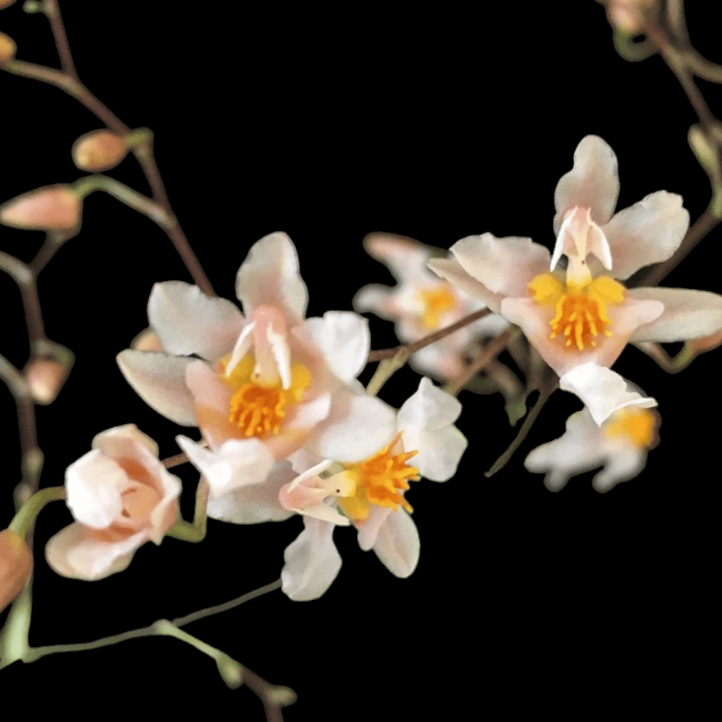 Onc. Tsiku Marguerite pink form - Dr. Bill's Orchids, LLC