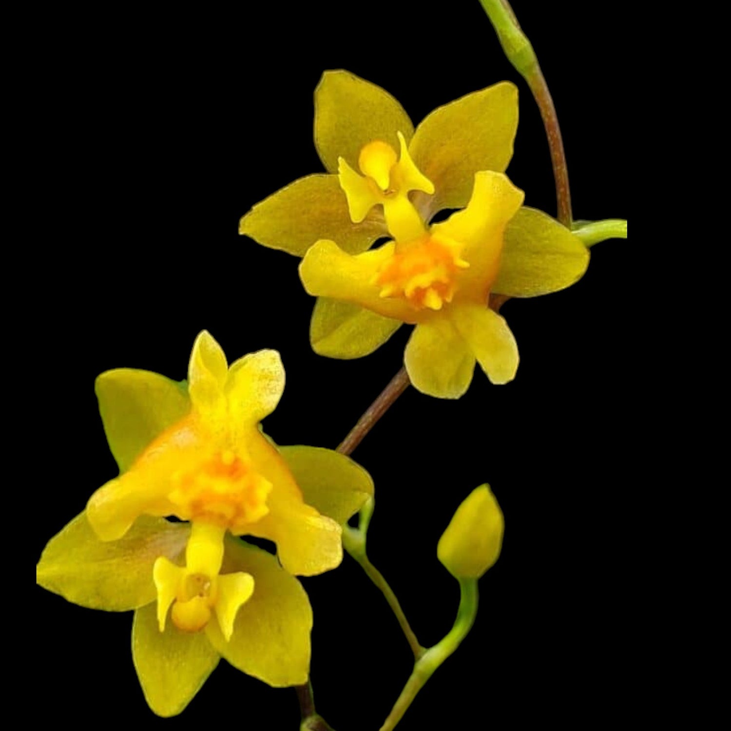Onc. Twinkle 'Oro' - Dr. Bill's Orchids, LLC