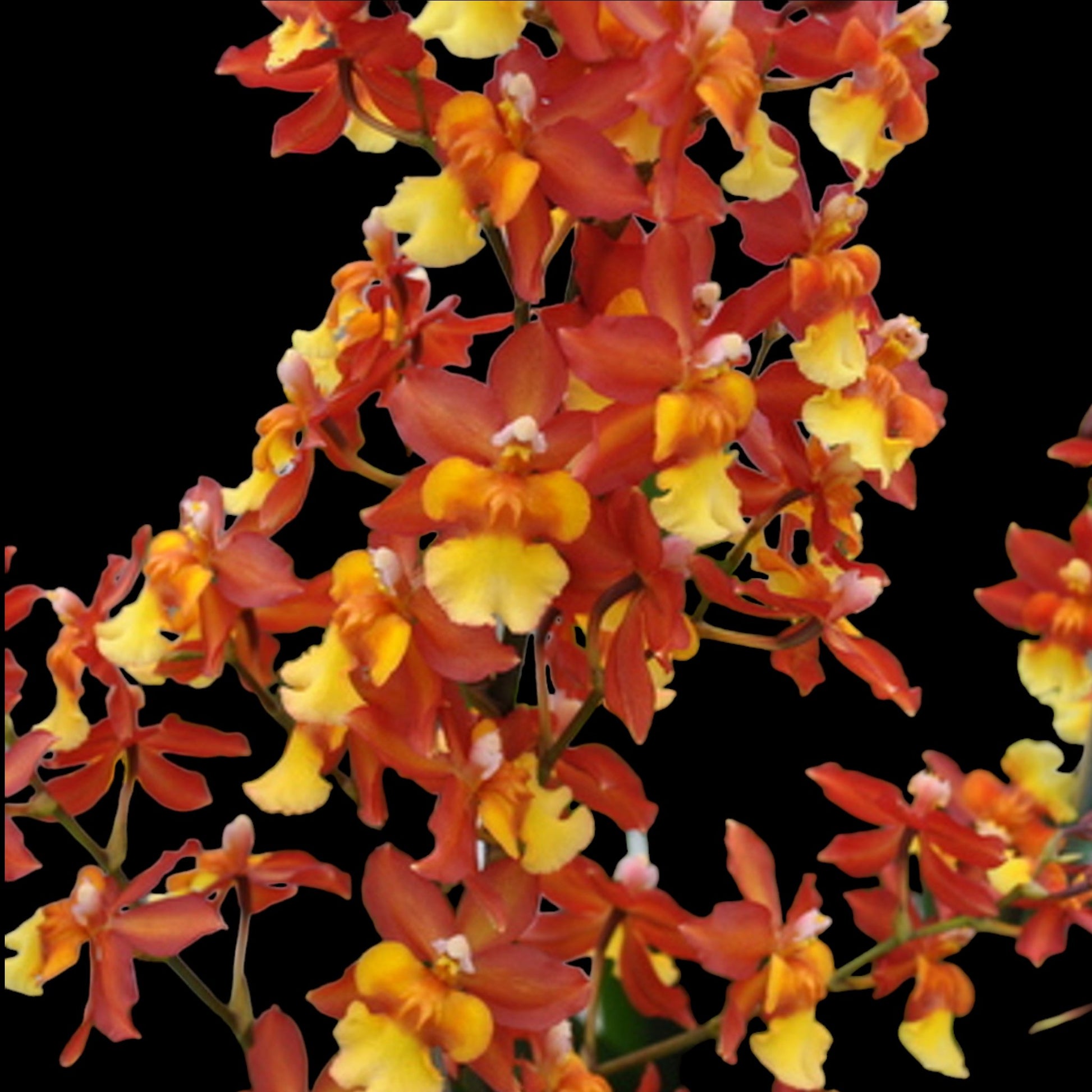 Onc. Volcano Midnight 'Volcano Queen' - Dr. Bill's Orchids, LLC