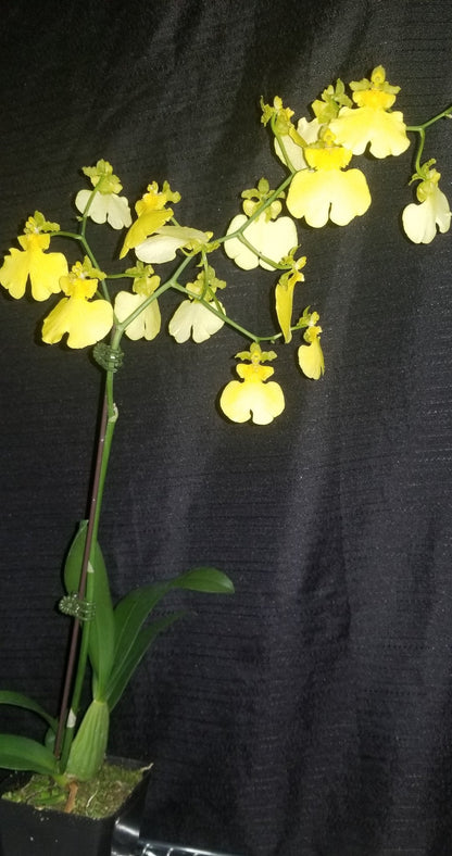 Oncidium Sweet Sugar 'Lemon Drop' - Dr. Bill's Orchids, LLC