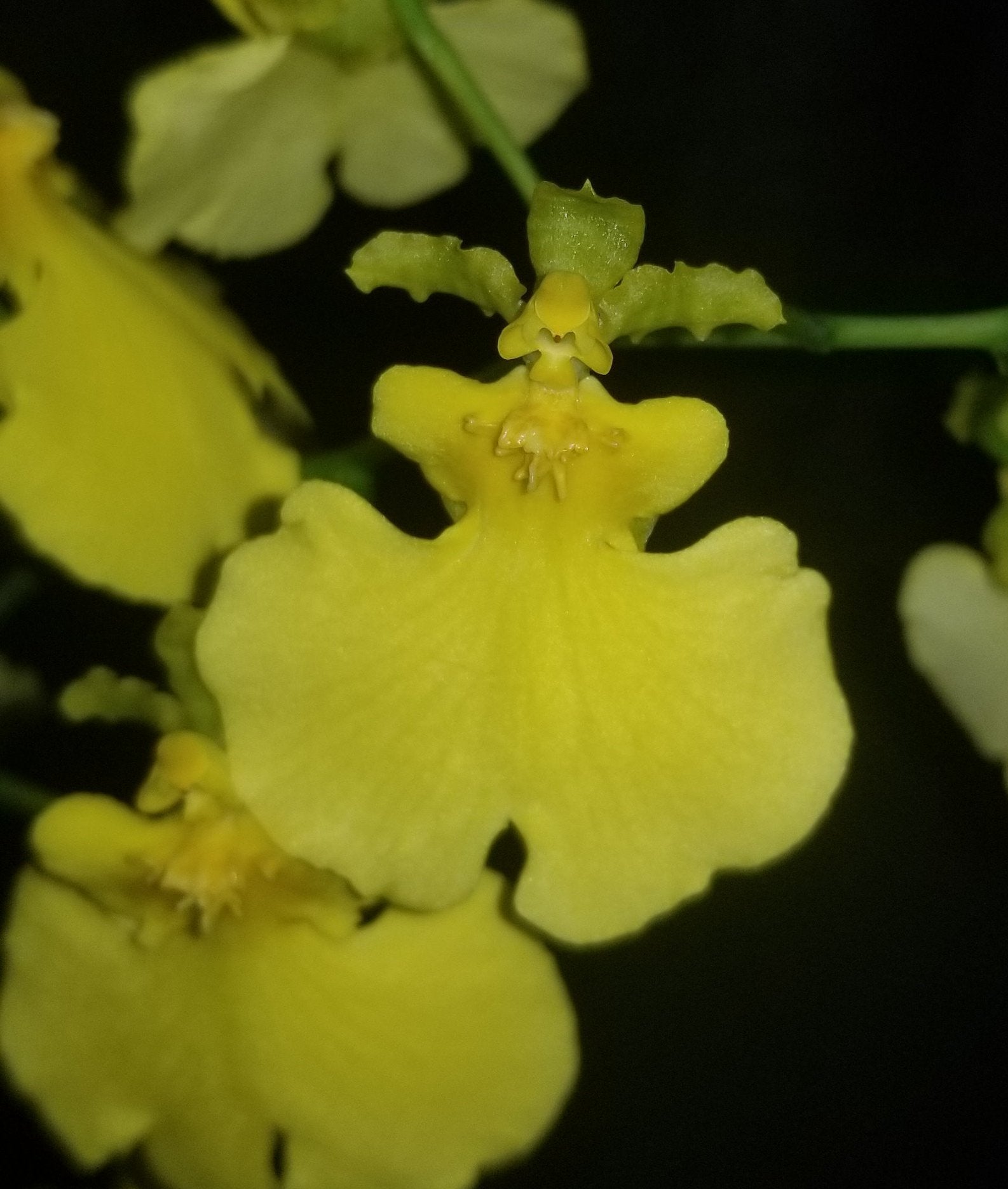 Oncidium Sweet Sugar 'Lemon Drop' - Dr. Bill's Orchids, LLC