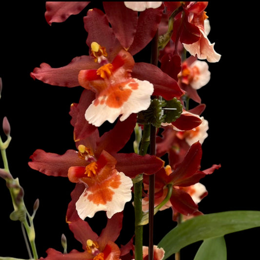 Ons. Hilo Firecracker 'New Year' - Dr. Bill's Orchids, LLC