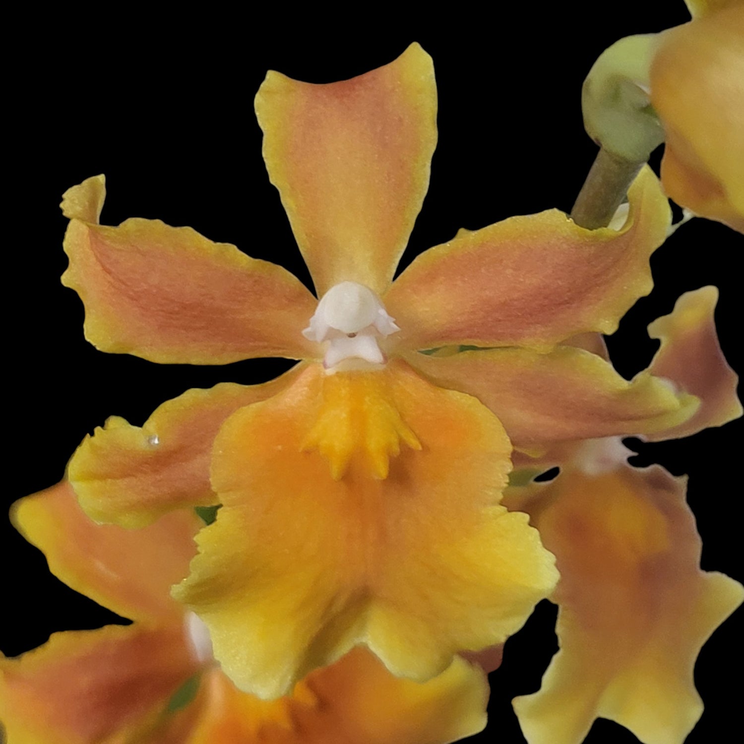 Osp. Brazilian Sun 'Samba' - Dr. Bill's Orchids, LLC