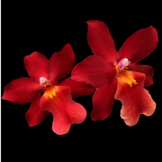 Osp. Fran's Jewels 'Ruby' - Dr. Bill's Orchids, LLC