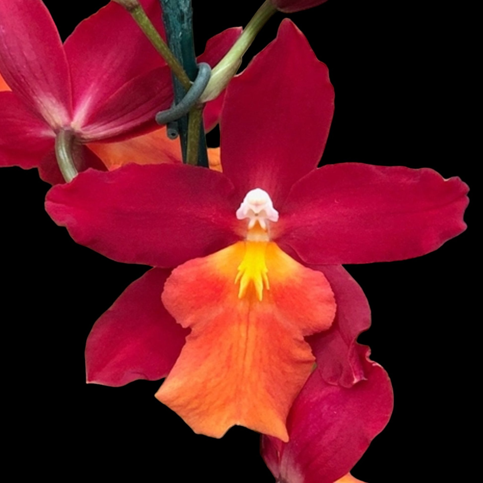 Osp Mayor Billy - Dr. Bill's Orchids, LLC