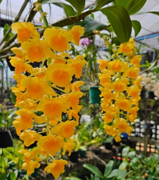 Dendrobium densiflorum
