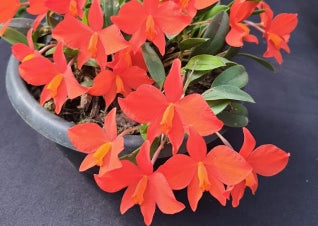 Cattleya mantiqueirae (riograndensis)