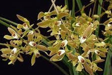 Encyclia oliveirana