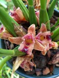 Maxillaria subulata