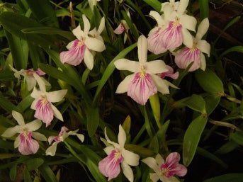 Miltonia spectabilis semi alba